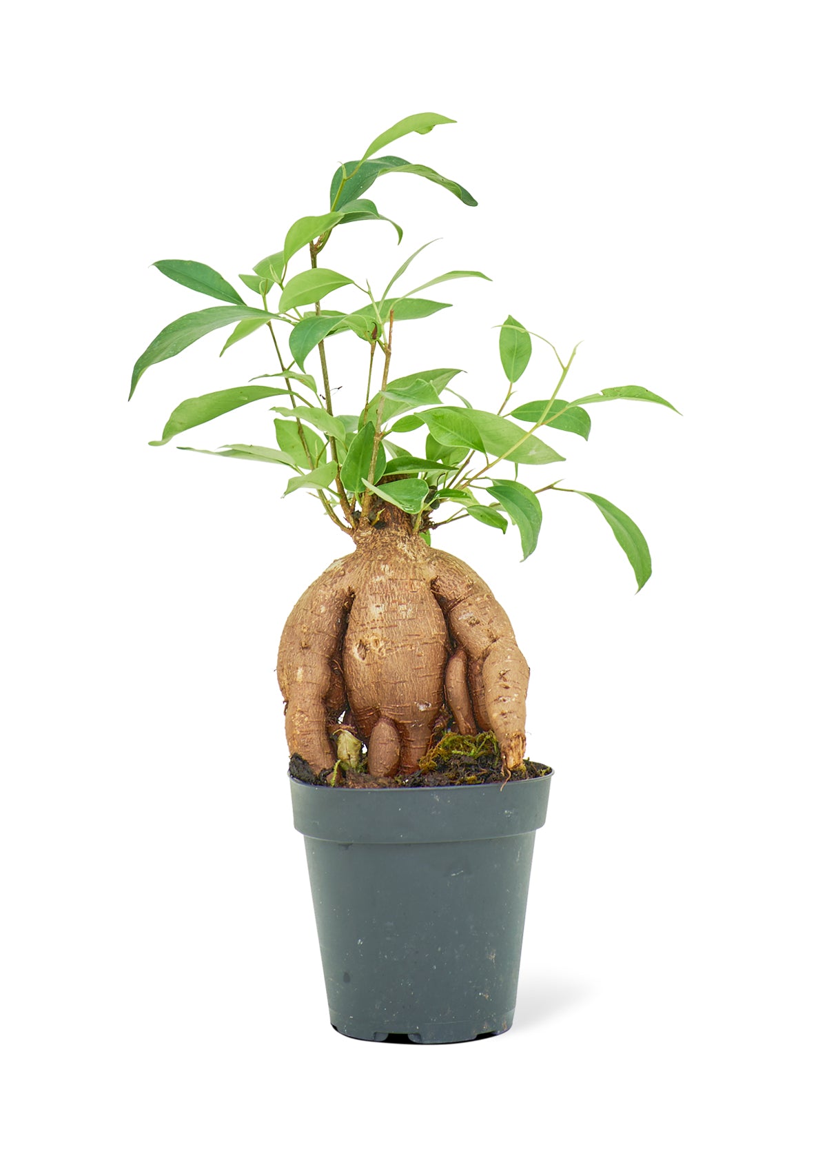 Ficus 'Ginseng' Small