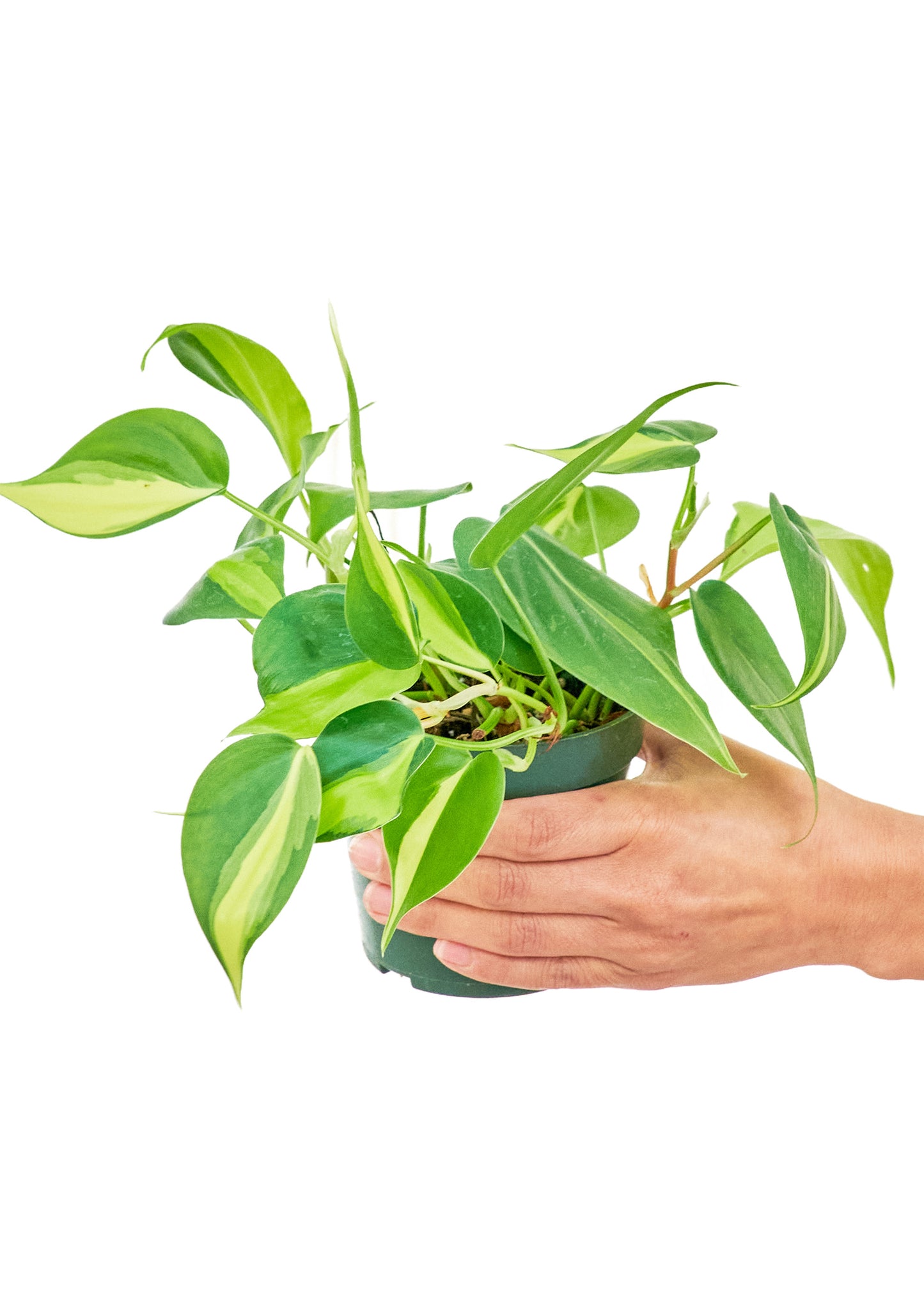Philodendron 'Brasil' Small