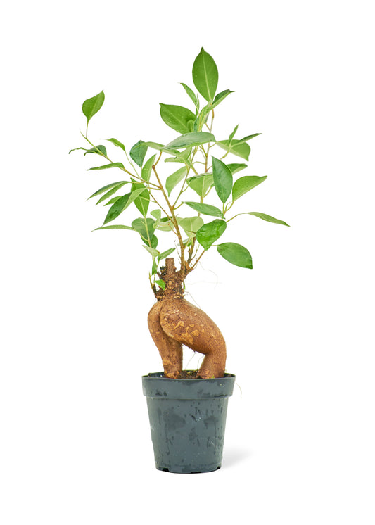 Ficus 'Ginseng' Small