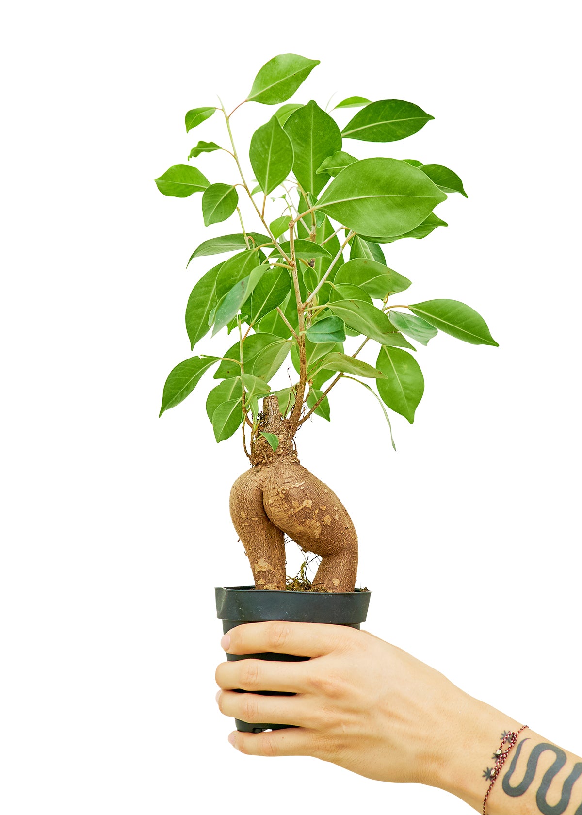Ficus 'Ginseng' Small