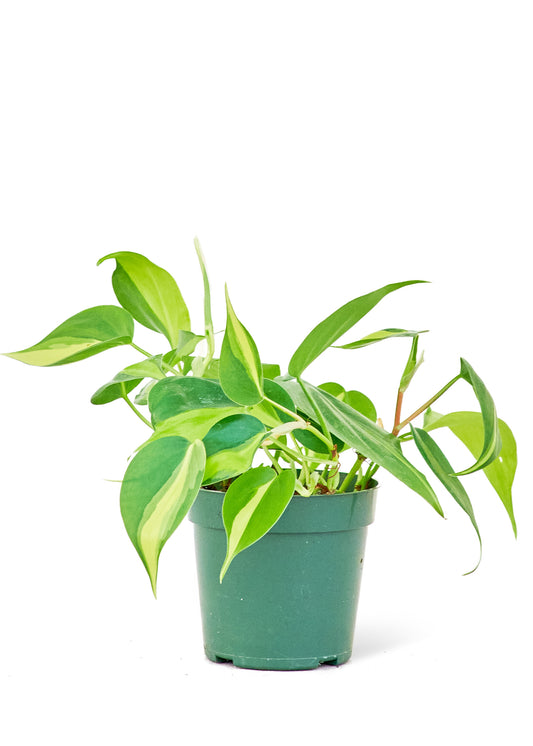 Philodendron 'Brasil' Small