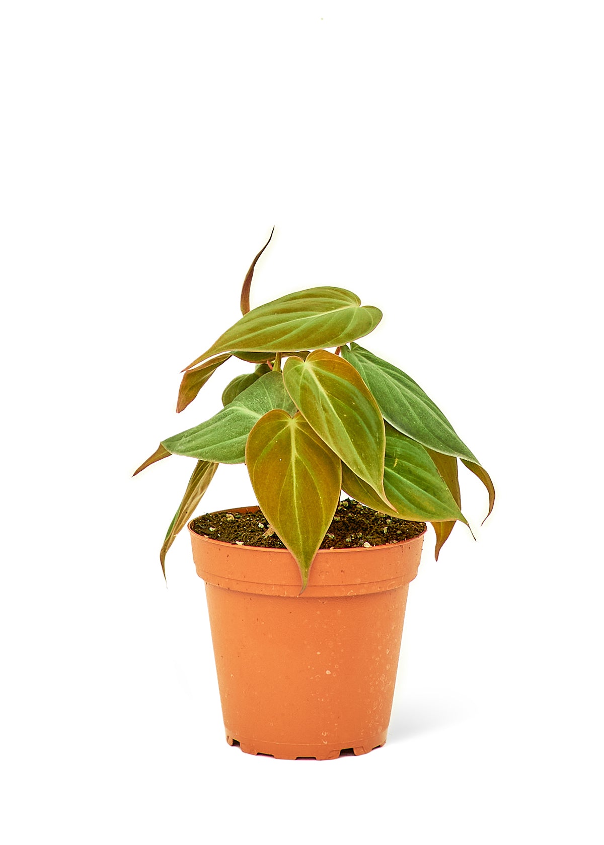 Velvet Philodendron, Small