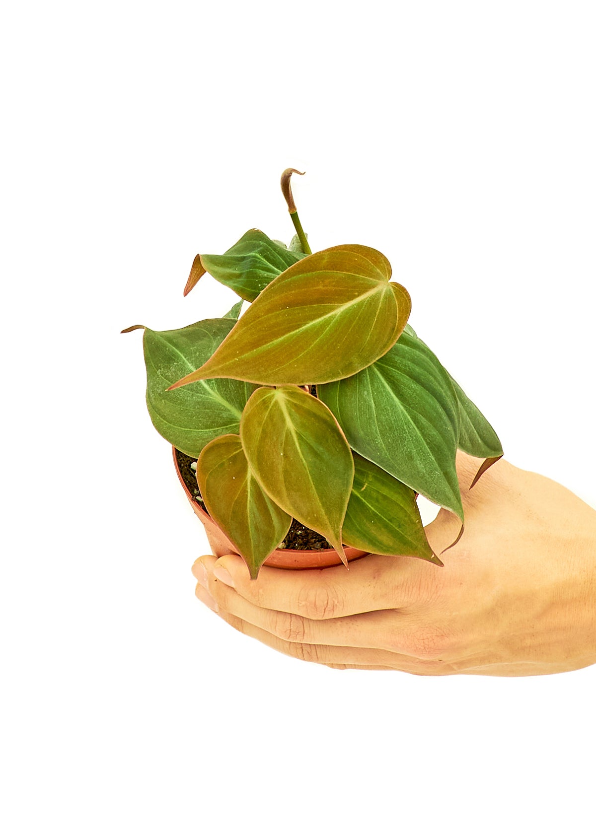 Velvet Philodendron, Small