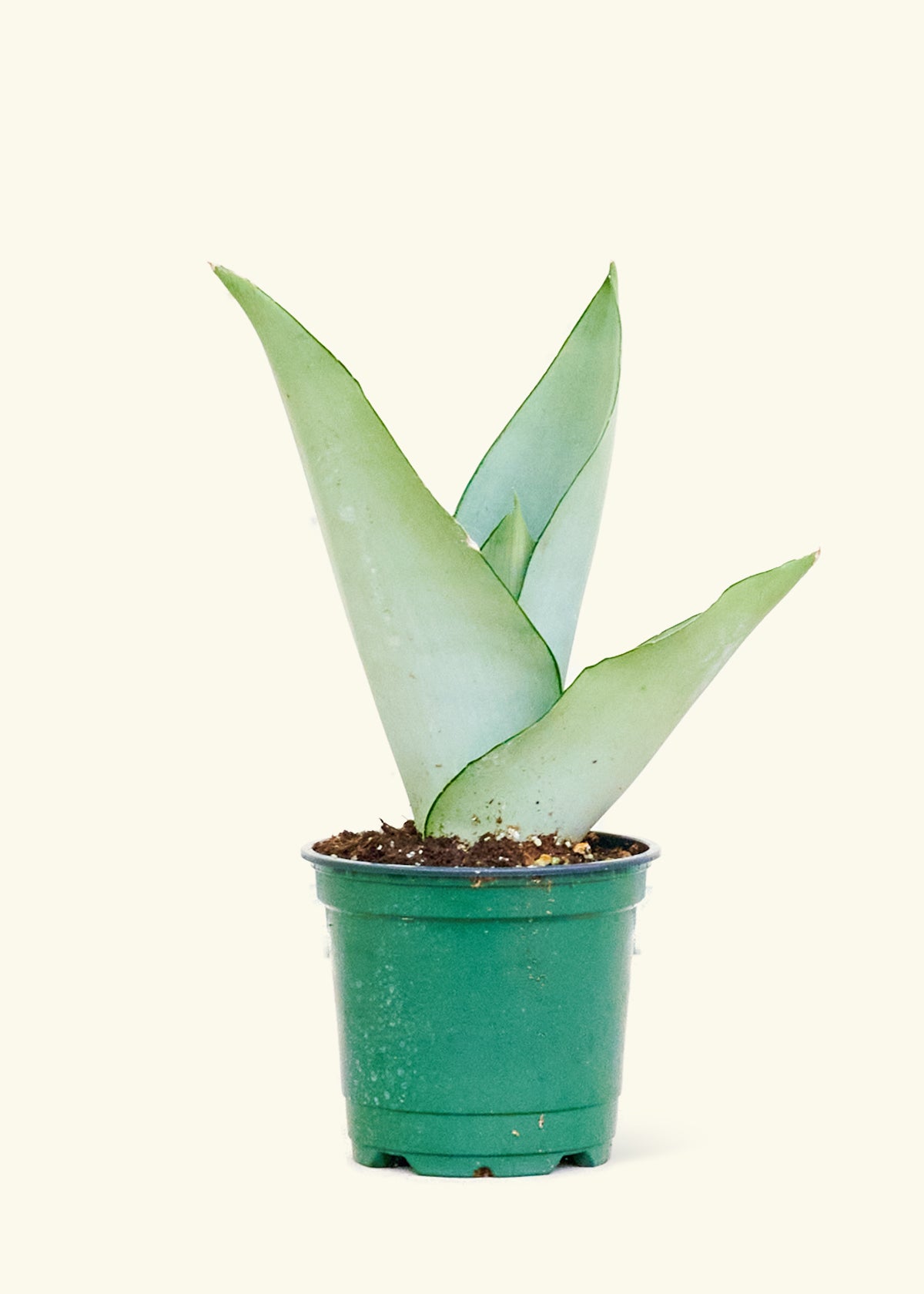 Snake Plant 'Moonshine' Small