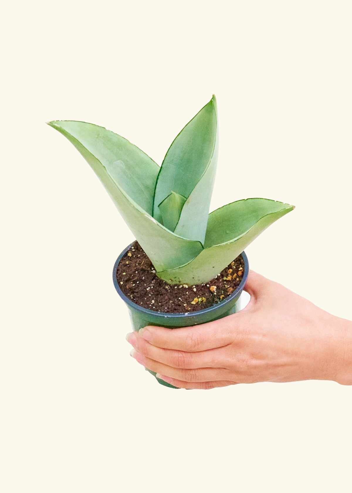 Snake Plant 'Moonshine' Small