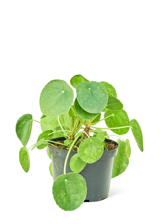 Chinese Money Plant 'Pilea' Medium