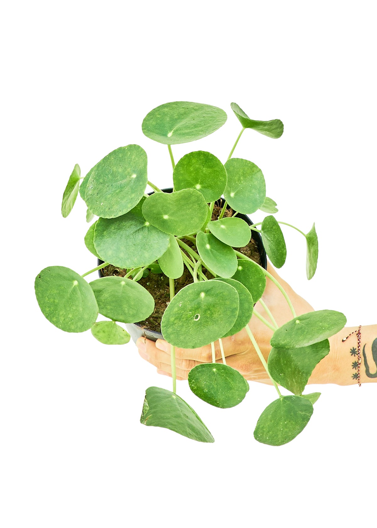 Chinese Money Plant 'Pilea' Medium